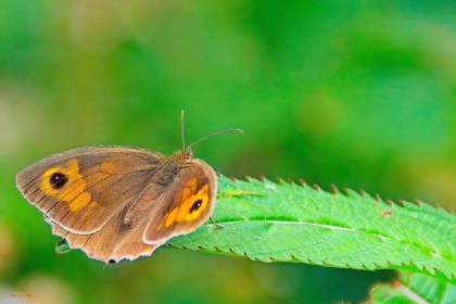 Butterfly by Pat Divilly