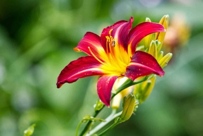 Day Lily by Jean Clarke
