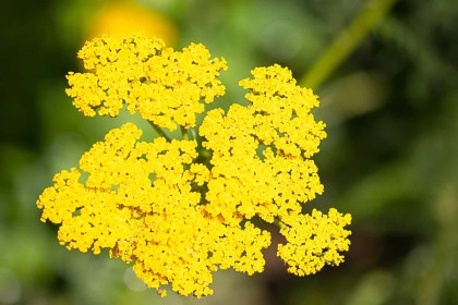 Flowers by Derek Lindsay