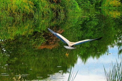 Cabinteely Park Biodiversity by Pat Divilly