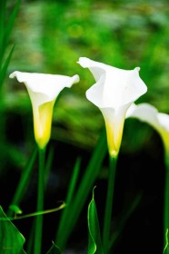 Lily by two by Pat Divilly