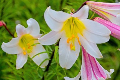 Yellow on white by Pat Divilly