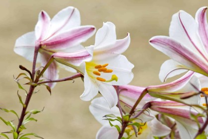 Regal Lily by Jean Clarke