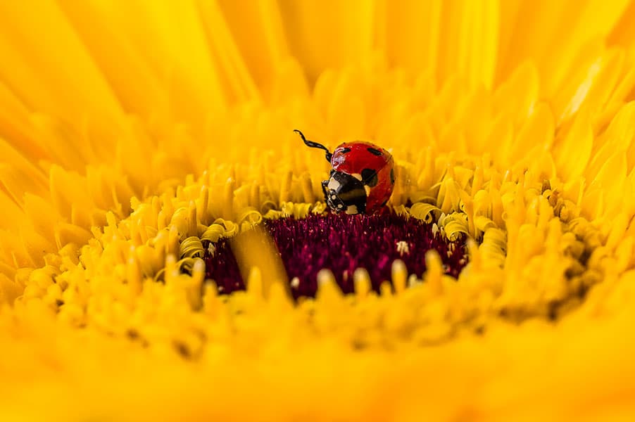 WWM May 2014 – Floral Macro