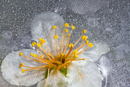 WWM May 2015 – Flowers in Ice