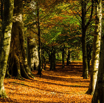 SWM November 2015 – Autumn Leaves