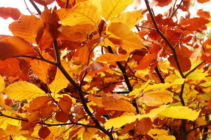 SWM November 2015 – Golden Autumn