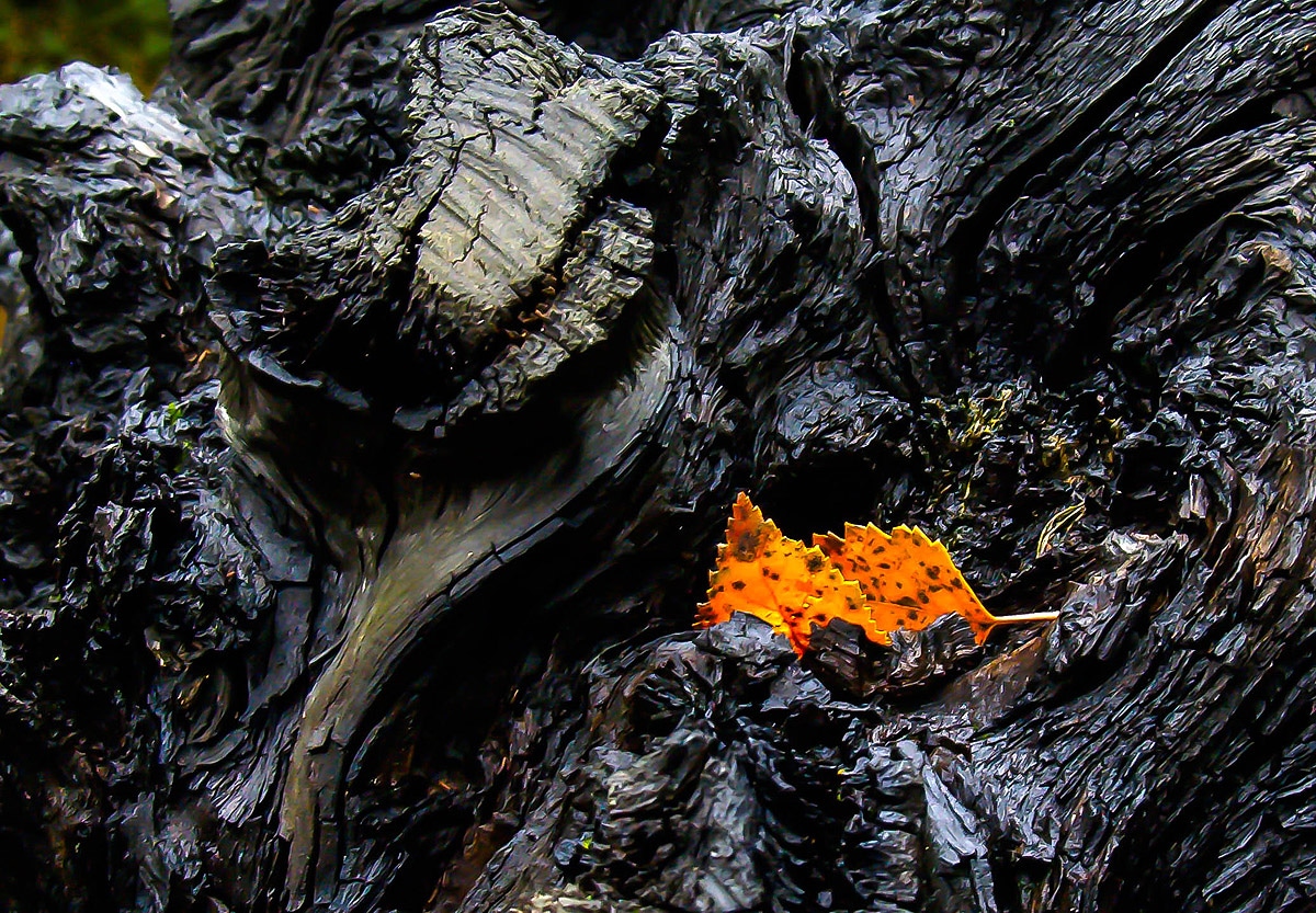Leaf in a Bog Tree by Peter Brennan