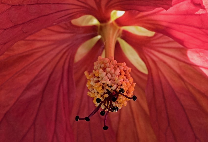 Club Outing – National Botanic Gardens