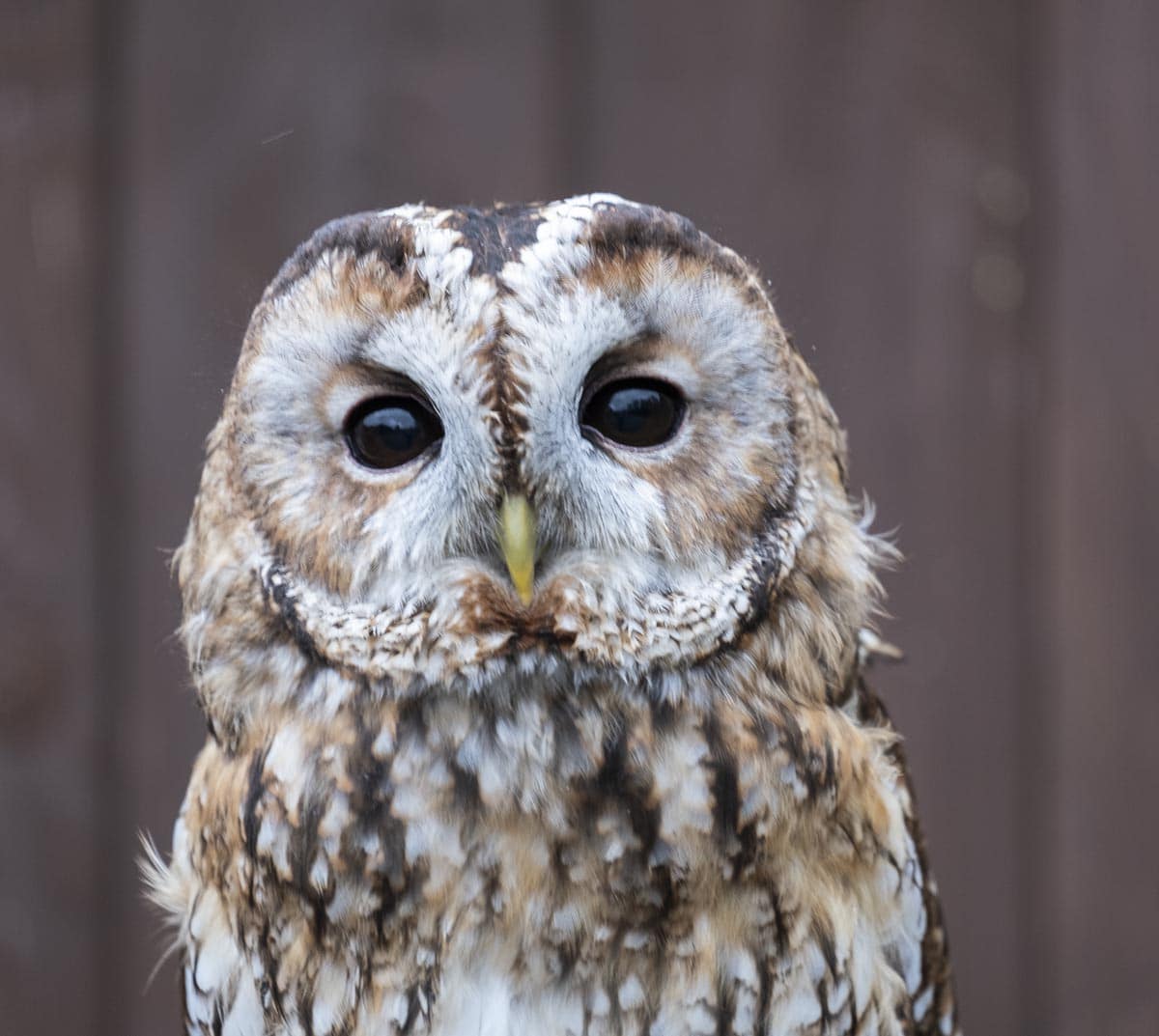 Owl by Sylvia Hick