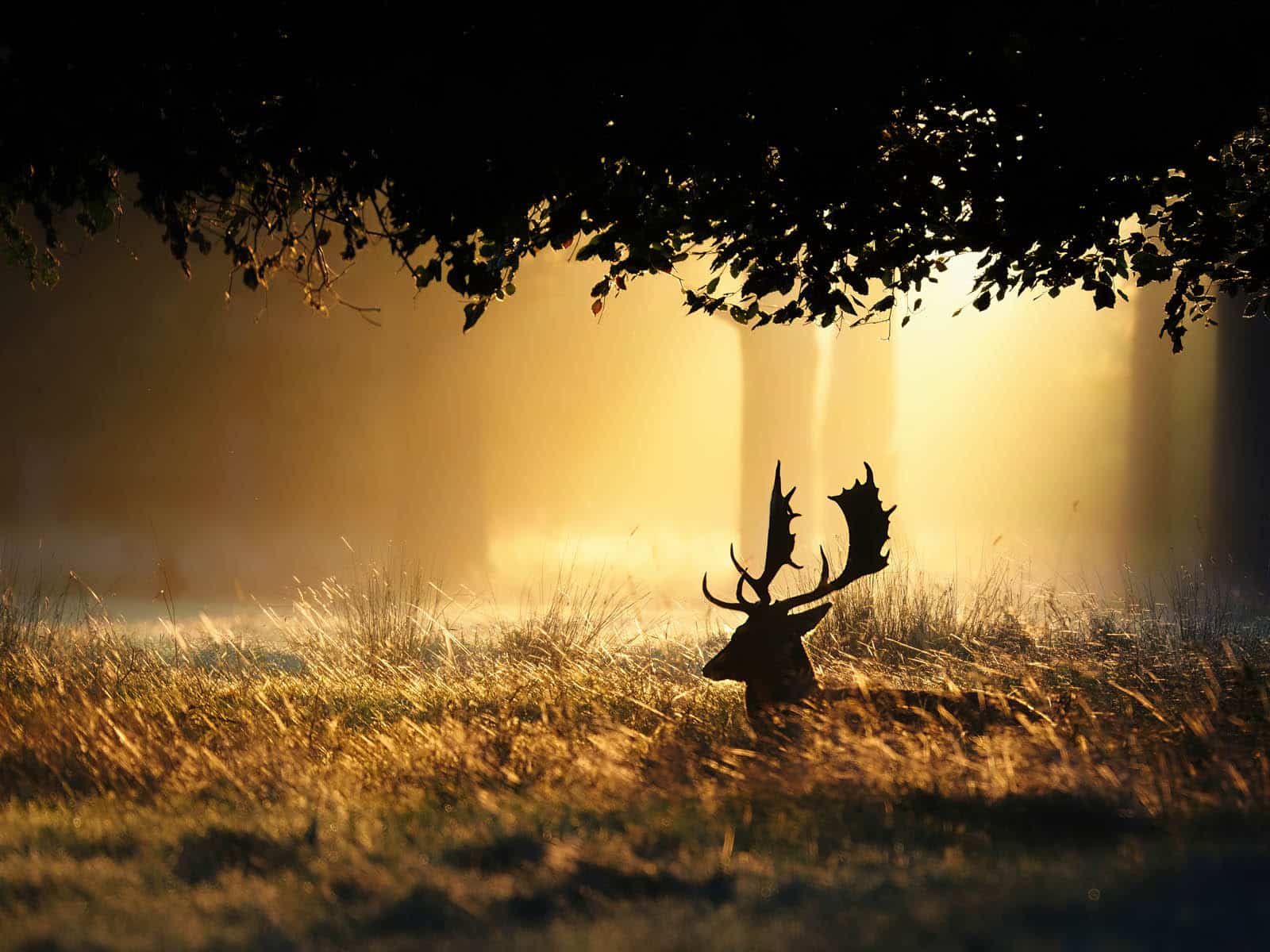 New Dawn Old Buck by Jerome Fennell