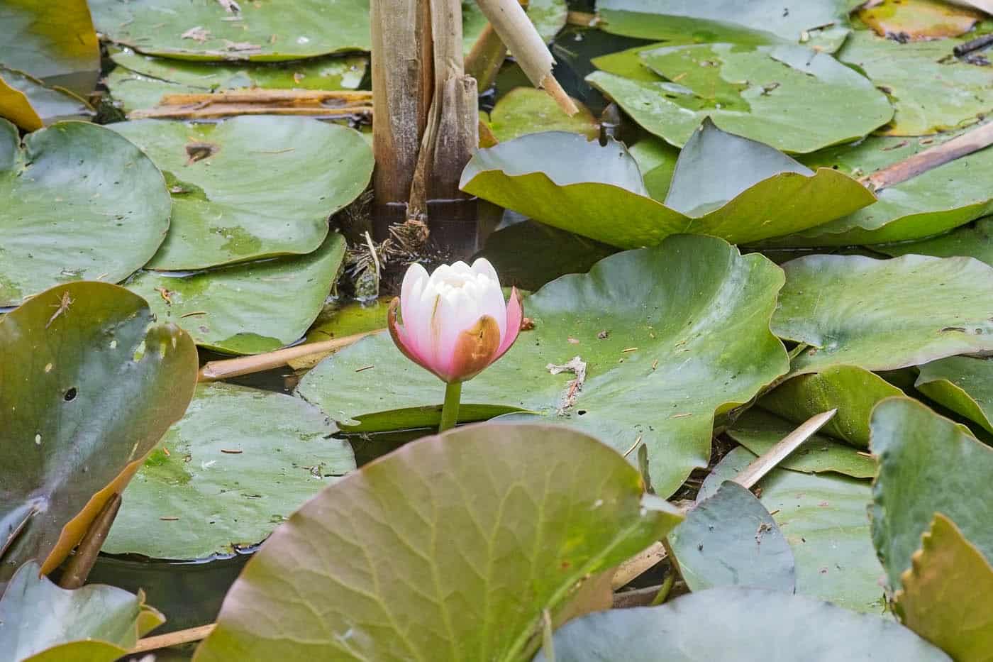 Water Lily by Jean Clarke