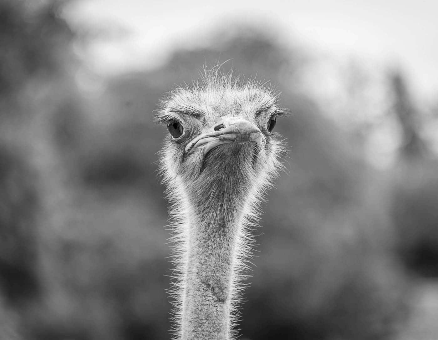 1st: Angry Bird by Anne-Marie Fitzpatrick