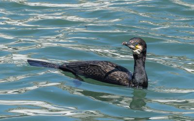 Club Outing – The Black Castle, Glen Coastal Path, and Wicklow Harbour