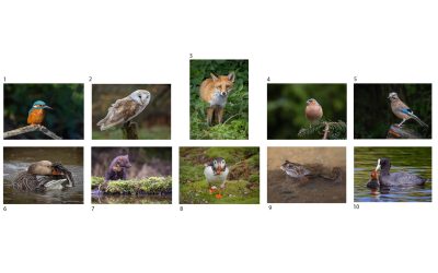 Catherine Foley – LIPF