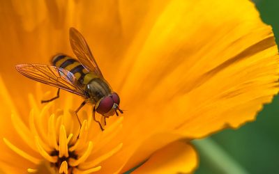 Club Outing – June Blake’s Garden