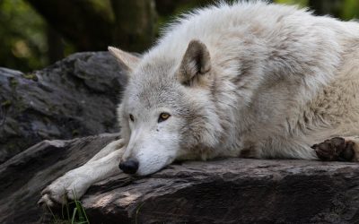 Club Outing – Wild Ireland