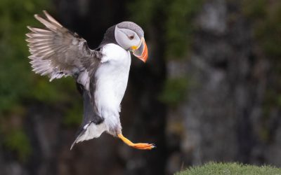 Club Outing – Saltees Island