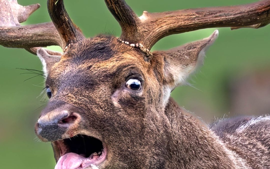 Club Outing – Phoenix Park Deer Rut