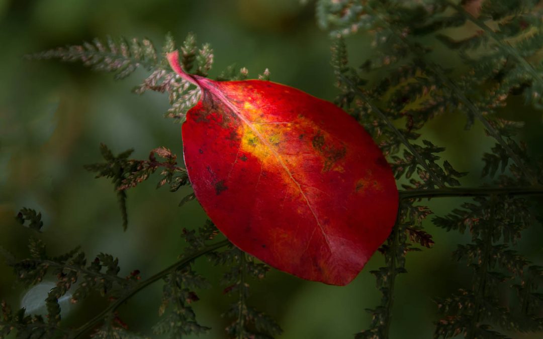 Club Outing – Mount Usher Autumn Colours