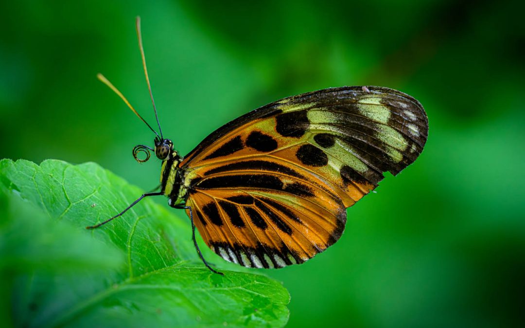 Club Outing – Malahide Castle Butterfly House