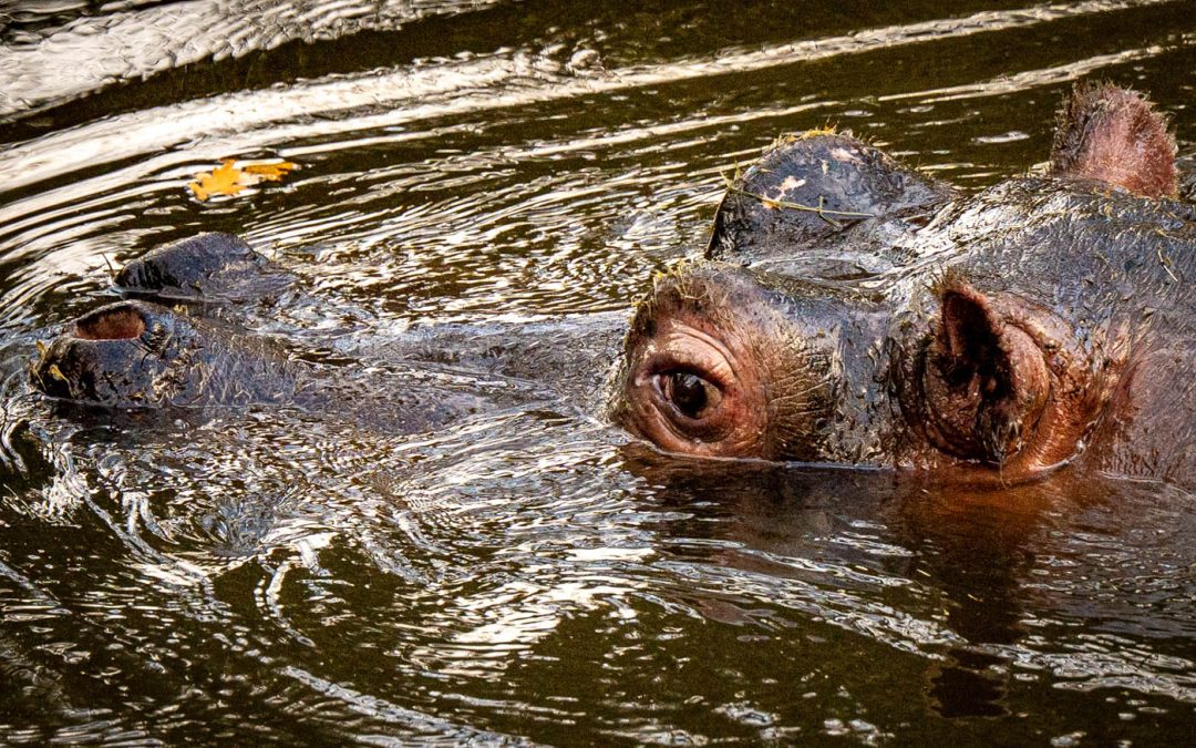 Club Outing – Dublin Zoo
