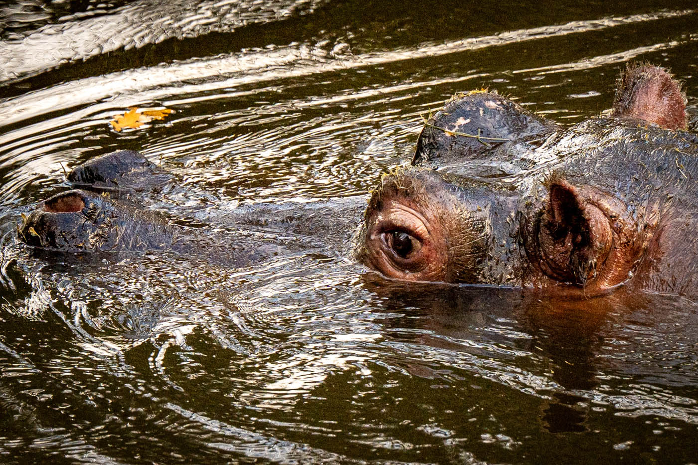 Club Outing – Dublin Zoo