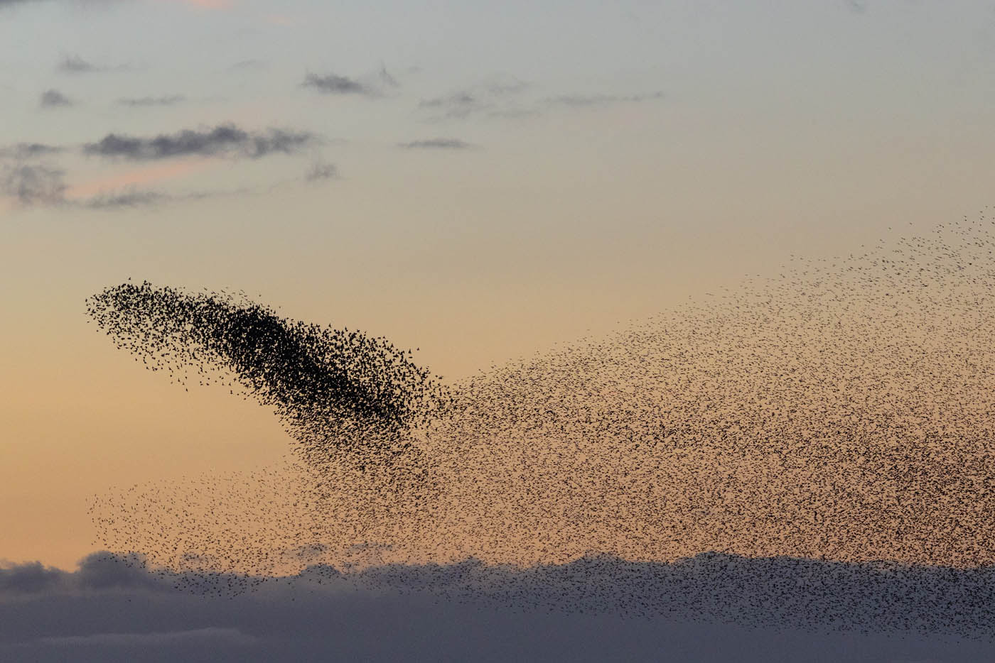 Club Outing – Lough Ennell Murmuration
